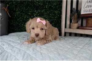Jade - puppy for sale