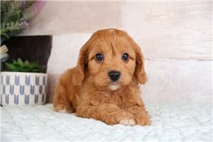 Zack - Cavapoo for sale