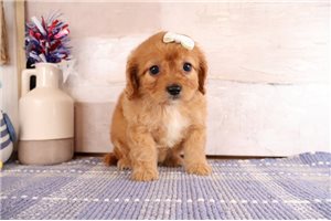 Taya - puppy for sale