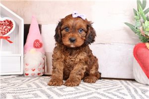 Eloise - Cavapoo for sale