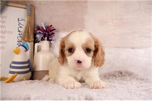 Horatio - puppy for sale