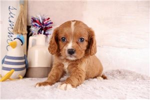 Heath - Cavapoo for sale