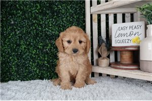 Ledger - puppy for sale