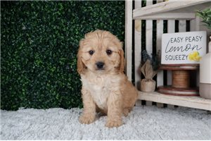 Lava - puppy for sale