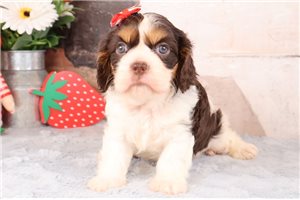 Francine - puppy for sale