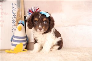 Reba - puppy for sale