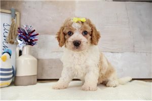 Josie - puppy for sale