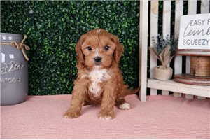 Lenin - puppy for sale