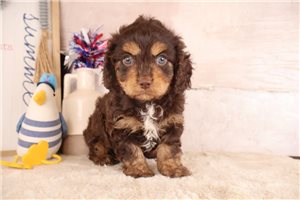 Rolly - Cavapoo for sale