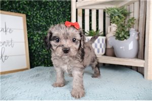 Madeline - Cavapoo for sale