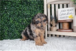 Lemuel - puppy for sale