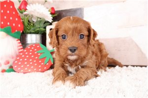 Marshall - puppy for sale