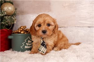 Kingston - Cavapoo for sale