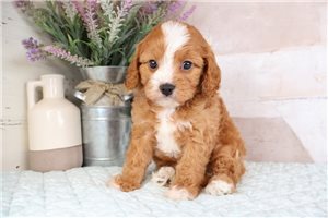 Zane - Cavapoo for sale