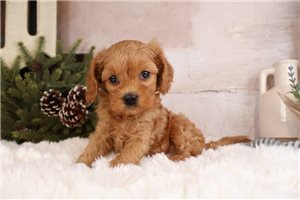 Immanuel - puppy for sale