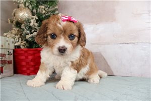 Katalina - Cavapoo for sale