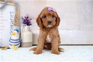 Isabella - puppy for sale