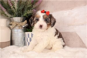 Omega - Cavapoo for sale