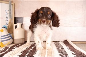Reginald - Cavapoo for sale