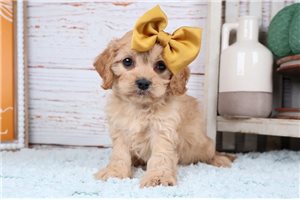 Starla - Cavapoo for sale