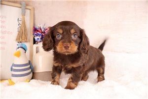 Yolk - puppy for sale