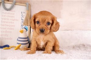 Hector - puppy for sale