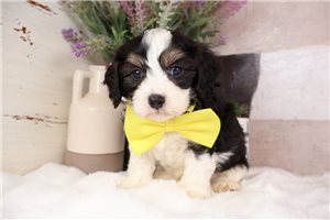 Olin - Cavapoo for sale