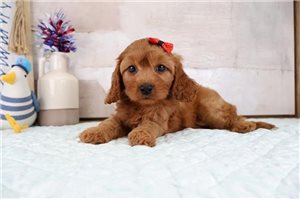 Iris - puppy for sale