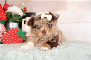 Magda - Chihuahua for sale