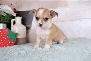 Beaumont - Chihuahua for sale