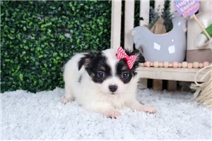 Wendy - Chihuahua for sale