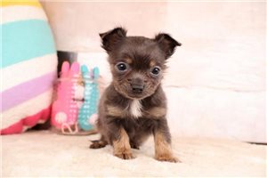 Dallas - puppy for sale