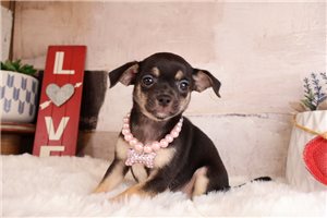 Ashley - Chihuahua for sale