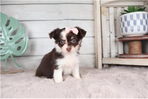 Hazel - Chihuahua for sale