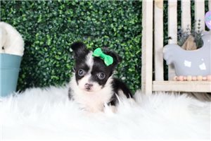 Welcome - puppy for sale