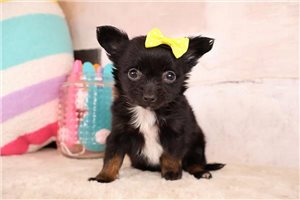 Dulce - puppy for sale