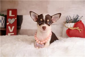 Artemis - Chihuahua for sale