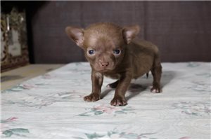 Ryder - Chihuahua for sale