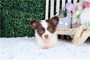 Wesley - Chihuahua for sale