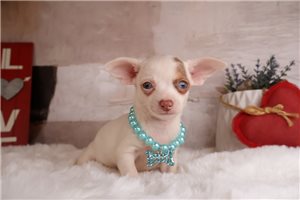 Alicia - Chihuahua for sale