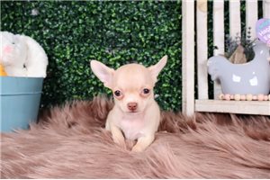 Roman - Chihuahua for sale