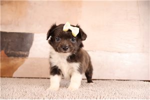 Sonya - Chihuahua for sale