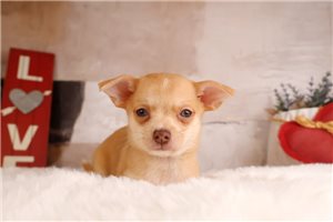 Allen - Chihuahua for sale