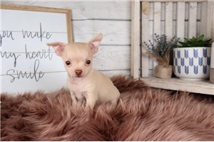 Robert - Chihuahua for sale