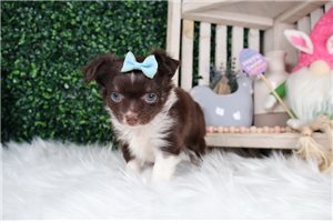 Willabelle - Chihuahua for sale