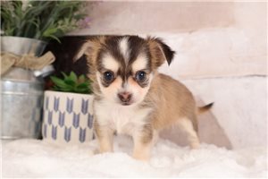 Paige - puppy for sale