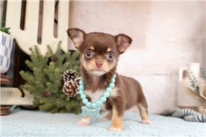 Lizette - Chihuahua for sale