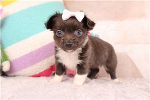 Davina - Chihuahua for sale