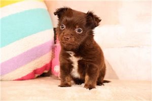 Dakota - Chihuahua for sale