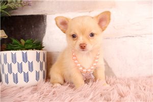 Leilani - Chihuahua for sale